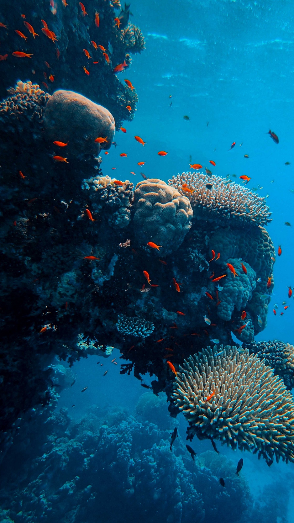 great barrier reef